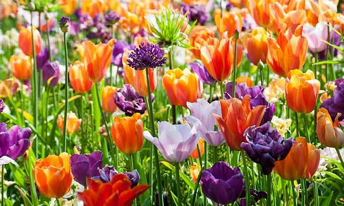 Spring bulbs, Spring bulbs, Hyacinthoides, Iris reticulata, Muscari, Scilla, Allium, Anemone, Chionodoxa, Galanthus, Tulipa, Narcissus, Spring Garden